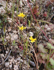 Jacobaea minuta