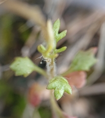 Jacobaea minuta