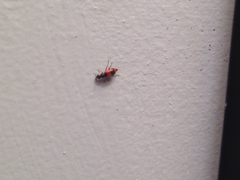 Anthocomus equestris