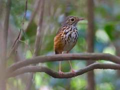 Hylopezus ochroleucus