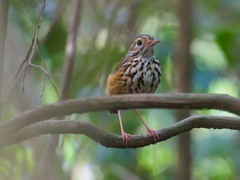 Hylopezus ochroleucus
