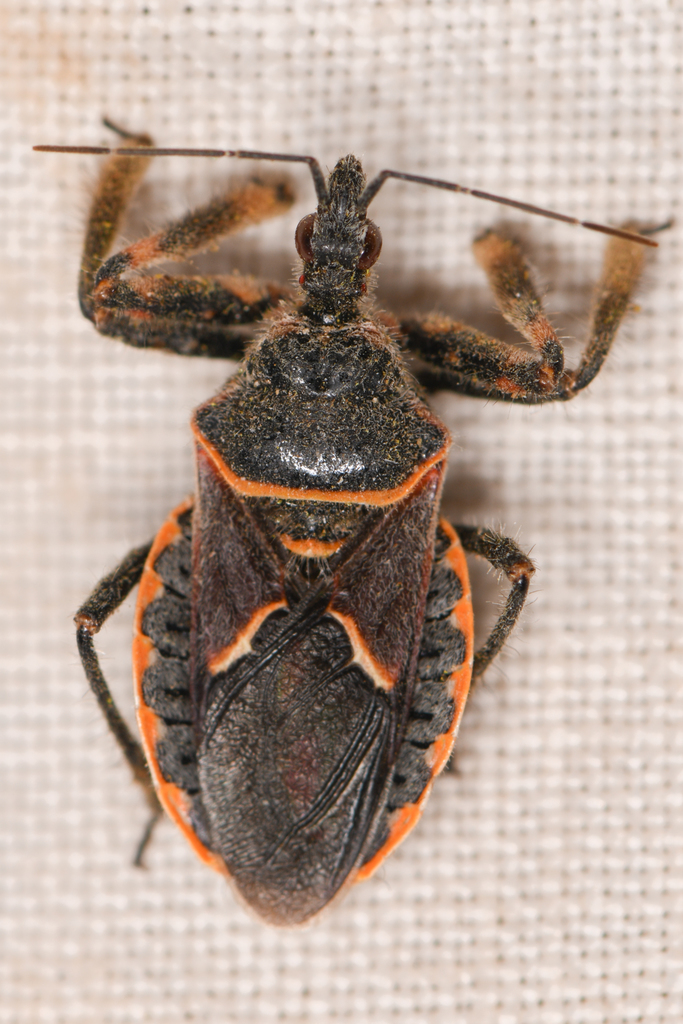Desert Bee Assassin