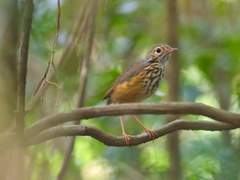 Hylopezus ochroleucus