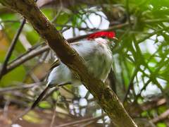 Antilophia bokermanni