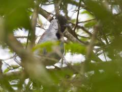 Sakesphoroides cristatus