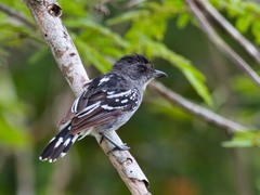 Thamnophilus pelzelni