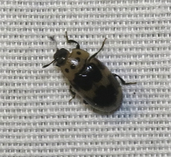 Ischyrus quadripunctatus