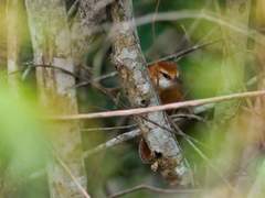 Megaxenops parnaguae