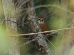 Megaxenops parnaguae