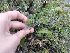 Medicago orbicularis