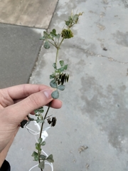 Medicago orbicularis