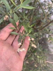 Asteraceae