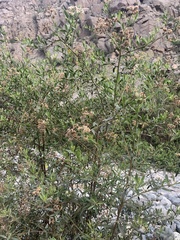 Asteraceae
