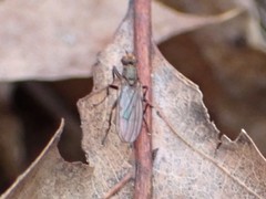 Sphaeroceroidea