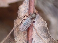 Sphaeroceroidea