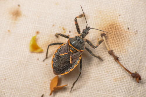 Desert Bee Assassin photo 3
