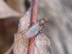 Sphaeroceroidea