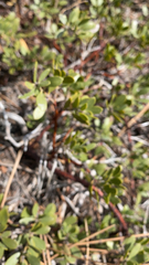 Arctostaphylos nevadensis