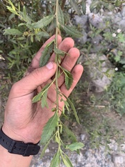 Asteraceae