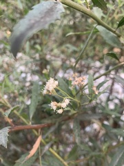 Asteraceae