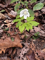 Anemonoides quinquefolia