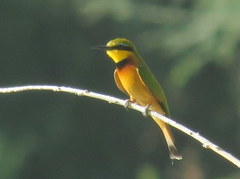 Merops pusillus argutus