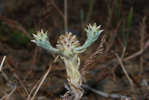 Filago eriocephala