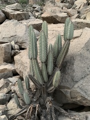 Armatocereus matucanensis
