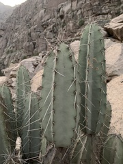 Armatocereus matucanensis