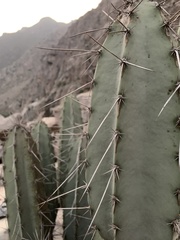 Armatocereus matucanensis