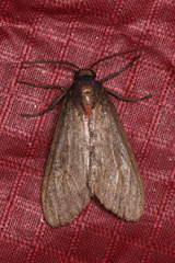 Euchaetes zella