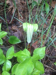 Arisaema stewardsonii