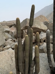 Haageocereus pseudomelanostele