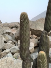 Haageocereus pseudomelanostele