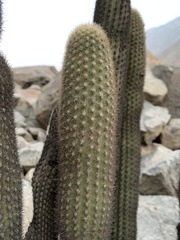 Haageocereus pseudomelanostele