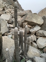 Espostoa melanostele