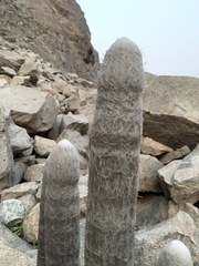 Espostoa melanostele