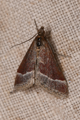 Pyrausta lethalis