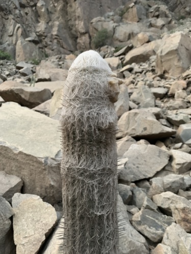 Espostoa melanostele (Vaupel) Borg