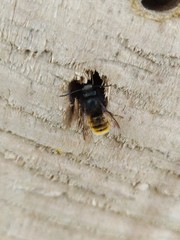 Osmia cornuta