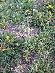 Capsella bursa-pastoris