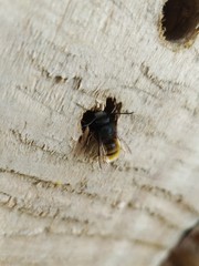 Osmia cornuta