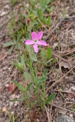 Silene psammitis