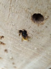 Osmia cornuta