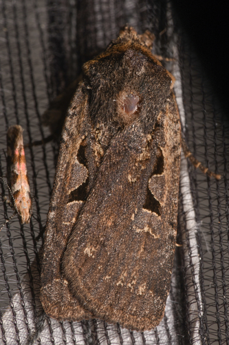 Parabagrotis insularis photo 2