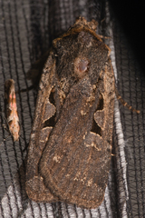 Parabagrotis insularis