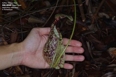 Nepenthes rafflesiana