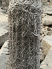 Espostoa melanostele