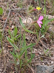 Silene psammitis