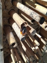 Osmia cornuta